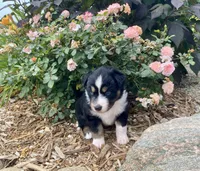 AKC tri female blue eyes, a female Australian Shepherd for sale in Zeeland, MI – 1 of 2
