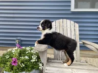 AKC Tri color male , a male Australian Shepherd for sale in Zeeland, MI – 3 of 6