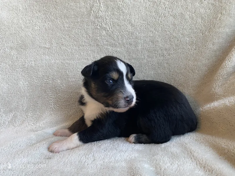 AKC tri female – Australian Shepherd puppy for sale in Zeeland, MI