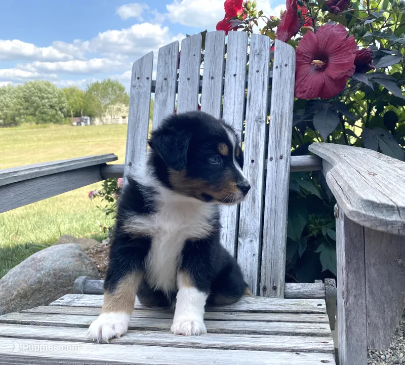 AKC tri female blue eyes – Australian Shepherd puppy for sale in Zeeland, MI