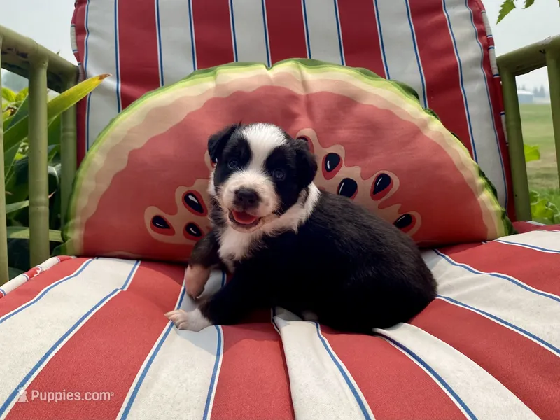 AKC tri color male  – Australian Shepherd puppy for sale in Zeeland, MI