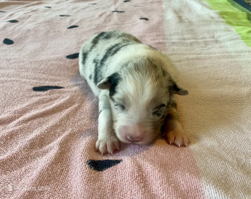 AKC blue Merle Female  – Australian Shepherd puppy for sale in Zeeland, MI