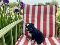 AKC black tri color female , a female Australian Shepherd for sale in Zeeland, MI – 1 of 3
