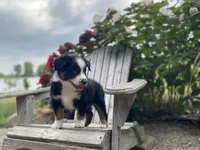 AKC tri color , a male Australian Shepherd for sale in Zeeland, MI – 2 of 4