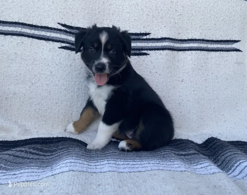 AKC tri female  – Australian Shepherd puppy for sale in Zeeland, MI