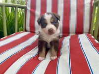 AKC Blue eyes female, a female Australian Shepherd for sale in Zeeland, MI – 5 of 7