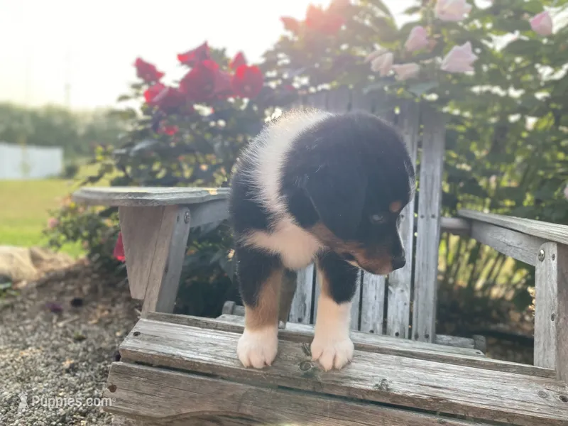 AKC Tri color female  – Australian Shepherd puppy for sale in Zeeland, MI