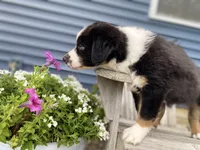 AKC Tri color male , a male Australian Shepherd for sale in Zeeland, MI – 2 of 6