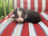 AKC Blue eyes female, a female Australian Shepherd for sale in Zeeland, MI – 7 of 7