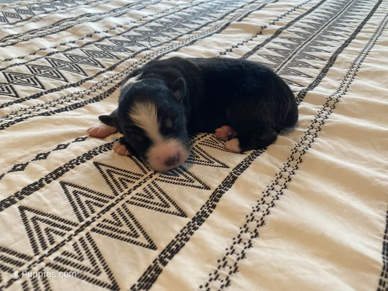 AKC black tri male , a male Australian Shepherd for sale in Zeeland, MI – 1 of 2