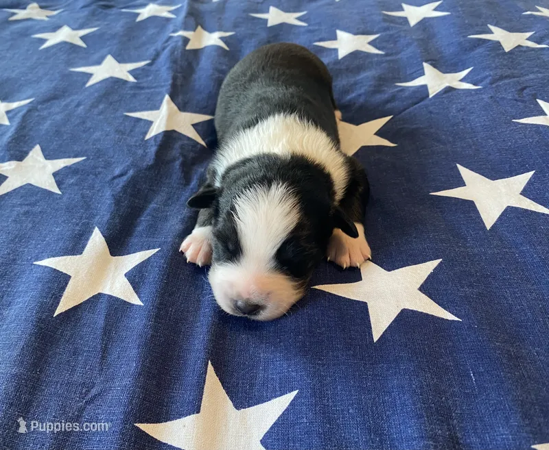AKC tri color male  – Australian Shepherd puppy for sale in Zeeland, MI