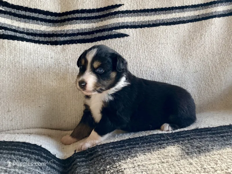AKC tri female – Australian Shepherd puppy for sale in Zeeland, MI