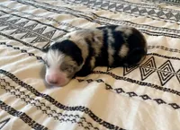 AKC blue Merle male , a male Australian Shepherd for sale in Zeeland, MI – 2 of 2