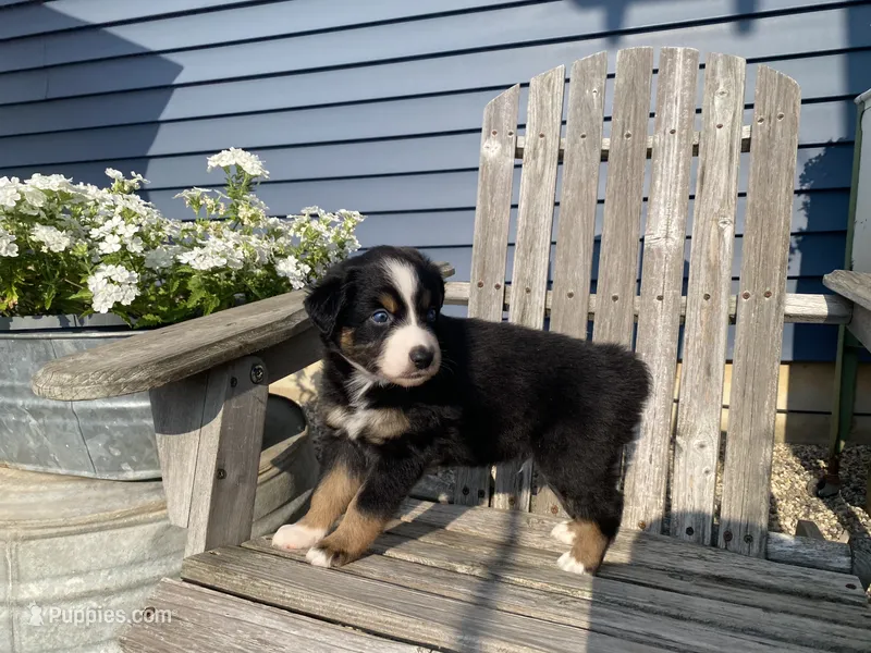 AKC black tri male  – Australian Shepherd puppy for sale in Zeeland, MI
