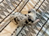 AKC blue Merle Female , a female Australian Shepherd for sale in Zeeland, MI – 3 of 4