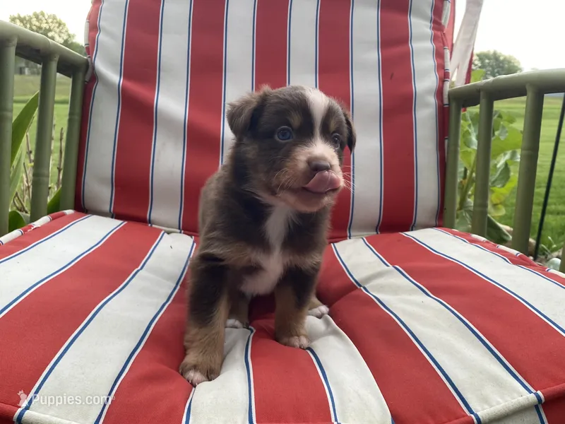 AKC  blue eyed male  – Australian Shepherd puppy for sale in Zeeland, MI