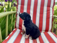 AKC black tri color female , a female Australian Shepherd for sale in Zeeland, MI – 2 of 3