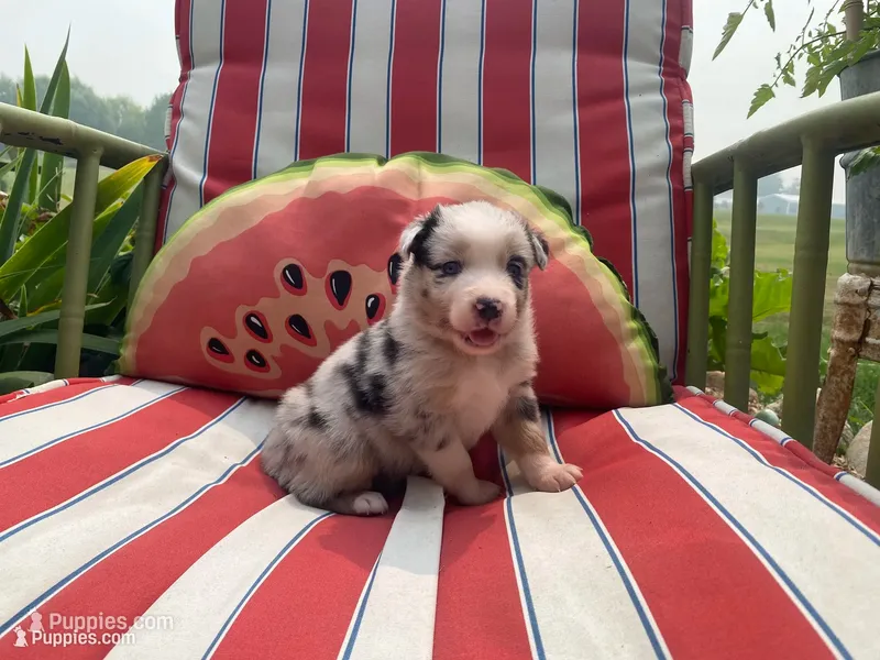 AKC blue Merle Female  – Australian Shepherd puppy for sale in Zeeland, MI