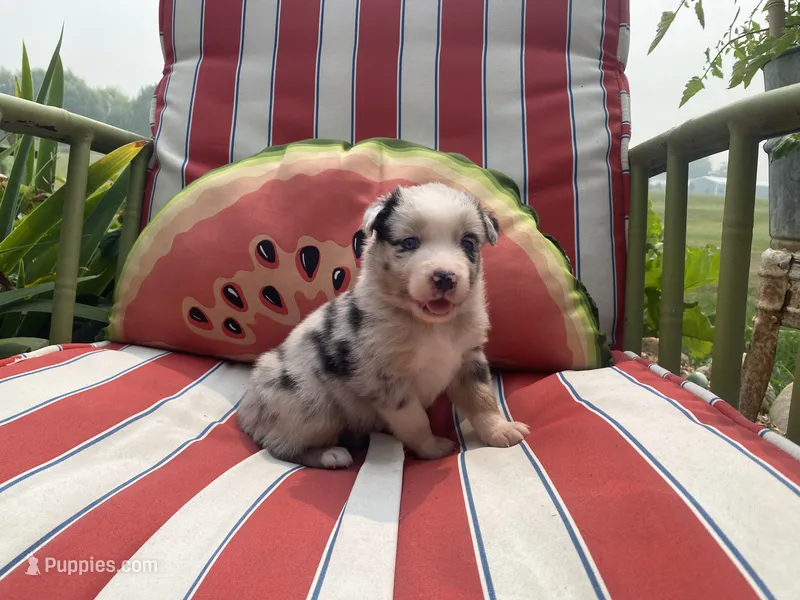 AKC blue Merle Female  – Australian Shepherd puppy for sale in Zeeland, MI