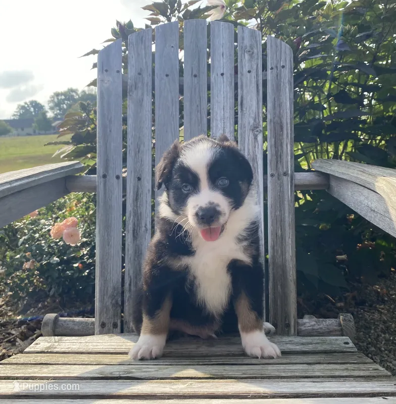 AKC tri color male  – Australian Shepherd puppy for sale in Zeeland, MI