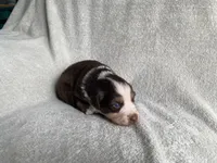 AKC Blue eyes, a female Australian Shepherd for sale in Zeeland, MI – 10 of 10