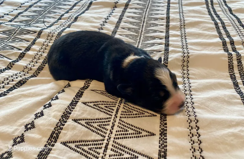 AKC tri female – Australian Shepherd puppy for sale in Zeeland, MI