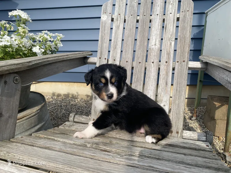 AKC tri female blue eyes – Australian Shepherd puppy for sale in Zeeland, MI