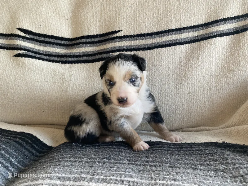 AKC blue Merle male  – Australian Shepherd puppy for sale in Zeeland, MI