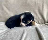 AKC Blue eye male, a male Australian Shepherd for sale in Zeeland, MI – 2 of 4