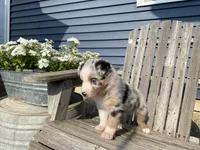 AKC Blue Merle , a female Australian Shepherd for sale in Zeeland, MI – 2 of 4