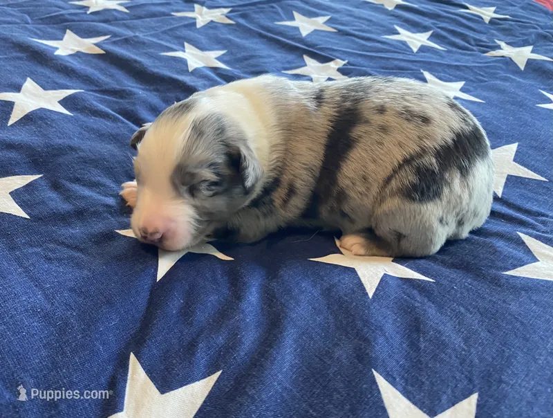 AKC blue Merle male  – Australian Shepherd puppy for sale in Zeeland, MI