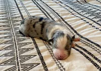AKC blue Merle male , a male Australian Shepherd for sale in Zeeland, MI – 3 of 4