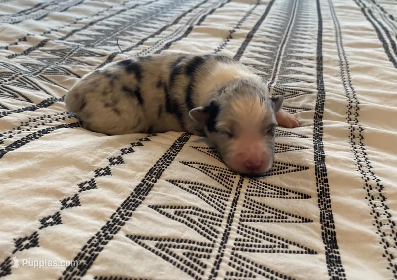 AKC blue Merle Female  – Australian Shepherd puppy for sale in Zeeland, MI
