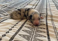 AKC blue Merle Female , a female Australian Shepherd for sale in Zeeland, MI – 2 of 4