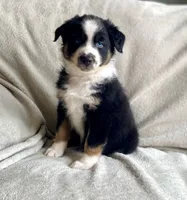 AKC Blue eye male, a male Australian Shepherd for sale in Zeeland, MI – 1 of 4