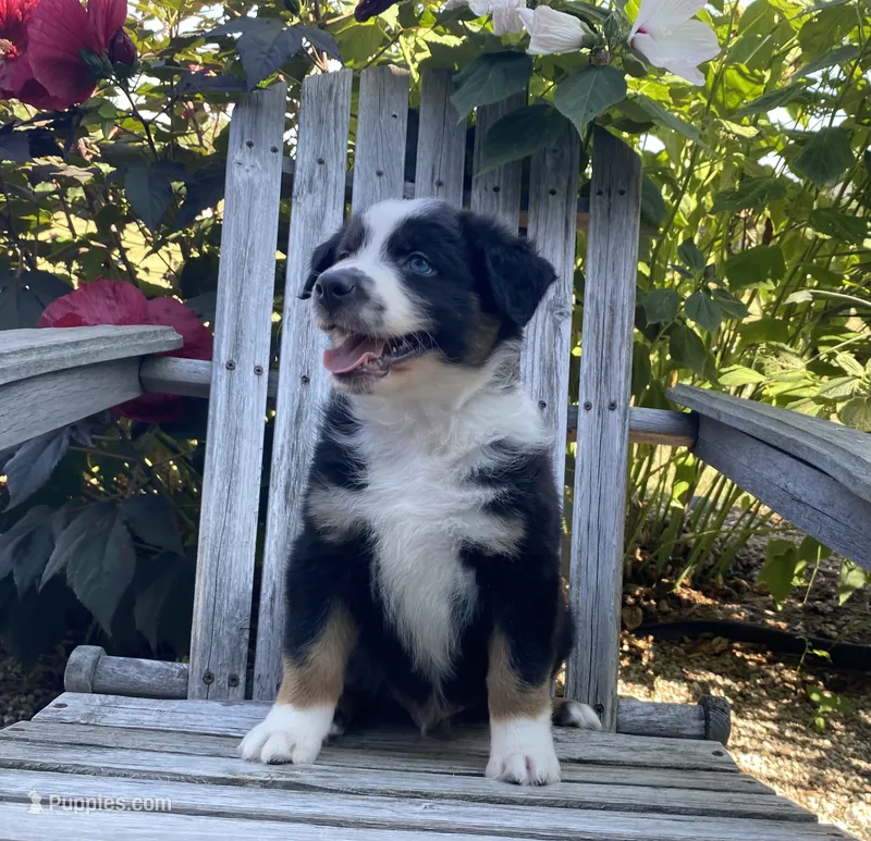 AKC tri color male  – Australian Shepherd puppy for sale in Zeeland, MI