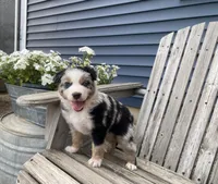 AKC Blue Merle , a male Australian Shepherd for sale in Zeeland, MI – 2 of 4