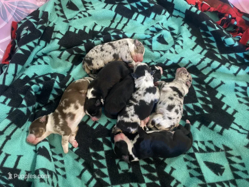 AKC Red Merle male – Australian Shepherd puppy for sale in Zeeland, MI