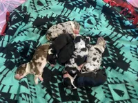 AKC Red Merle male, a male Australian Shepherd for sale in Zeeland, MI – 1 of 1