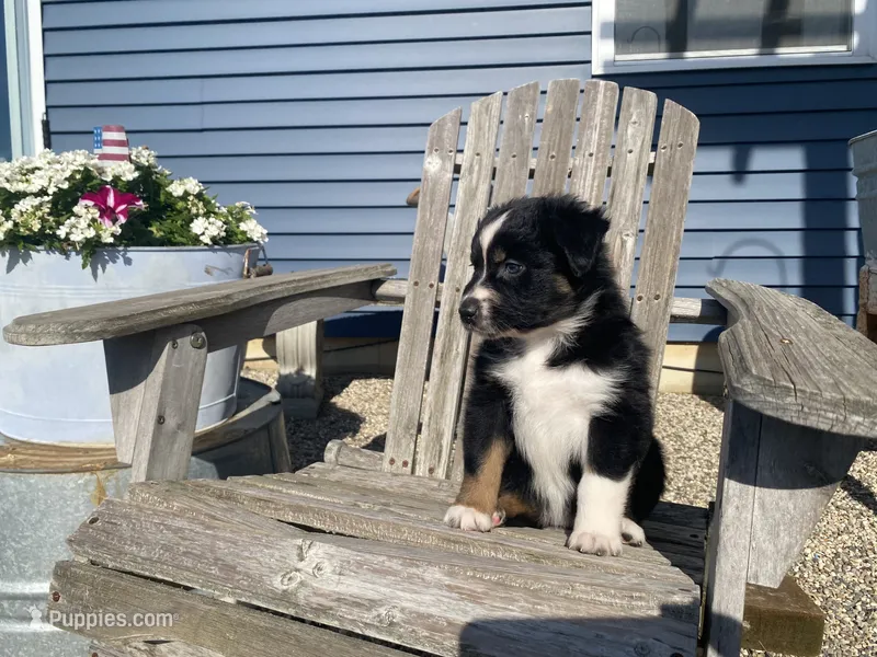 AKC tri female  – Australian Shepherd puppy for sale in Zeeland, MI