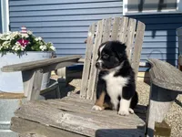 AKC tri female , a female Australian Shepherd for sale in Zeeland, MI – 1 of 4