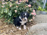 AKC tri female blue eyes, a female Australian Shepherd for sale in Zeeland, MI – 2 of 2