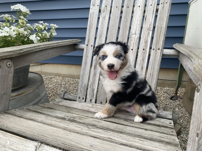 AKC Blue Merle  – Australian Shepherd puppy for sale in Zeeland, MI