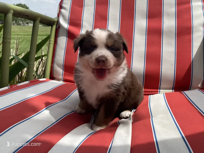 AKC Blue eyes female – Australian Shepherd puppy for sale in Zeeland, MI