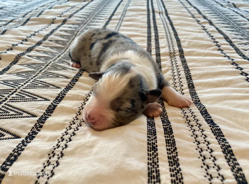 AKC blue Merle male  – Australian Shepherd puppy for sale in Zeeland, MI