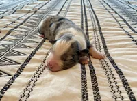 AKC blue Merle male , a male Australian Shepherd for sale in Zeeland, MI – 1 of 4
