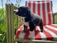 AKC tri color female , a female Australian Shepherd for sale in Zeeland, MI – 2 of 4