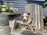 AKC Blue Merle , a female Australian Shepherd for sale in Zeeland, MI – 4 of 4