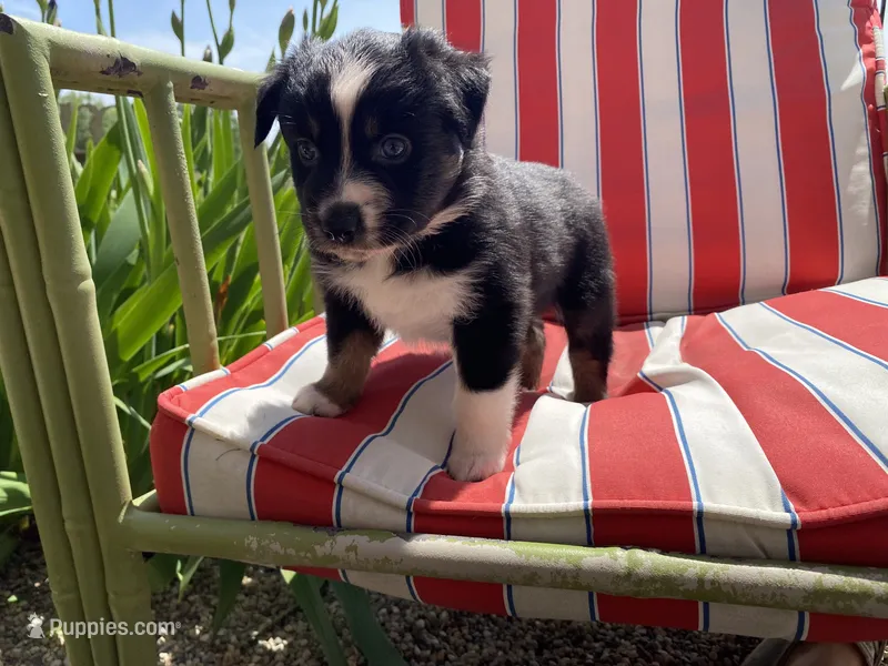 AKC Black tri female  – Australian Shepherd puppy for sale in Zeeland, MI