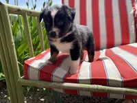 AKC Black tri female , a female Australian Shepherd for sale in Zeeland, MI – 2 of 3